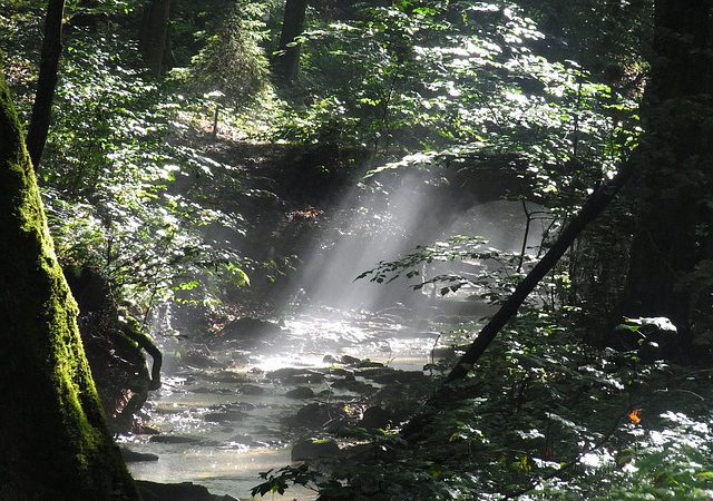 Foggy forest